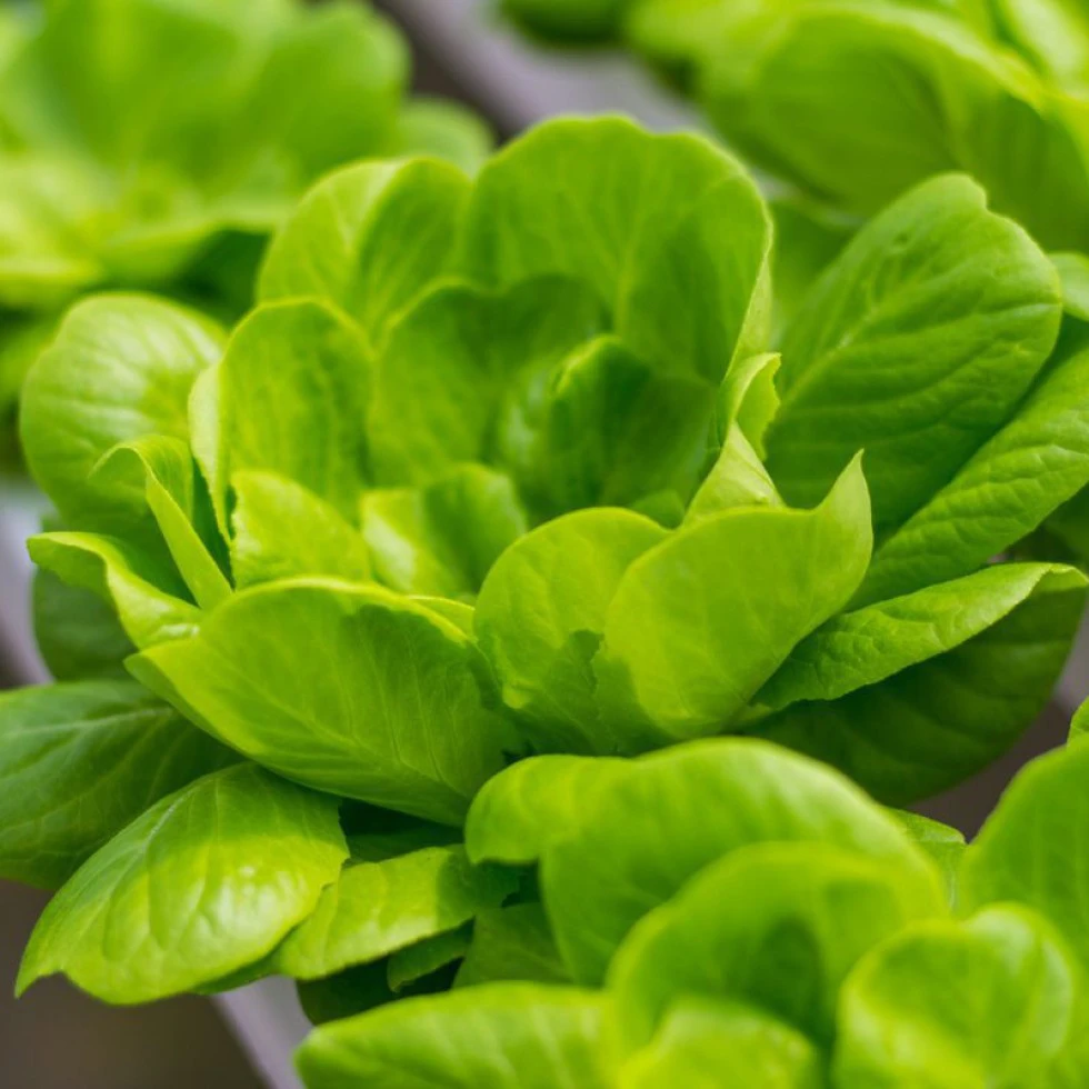 Hydroponics: growing fresh vegetables without soil