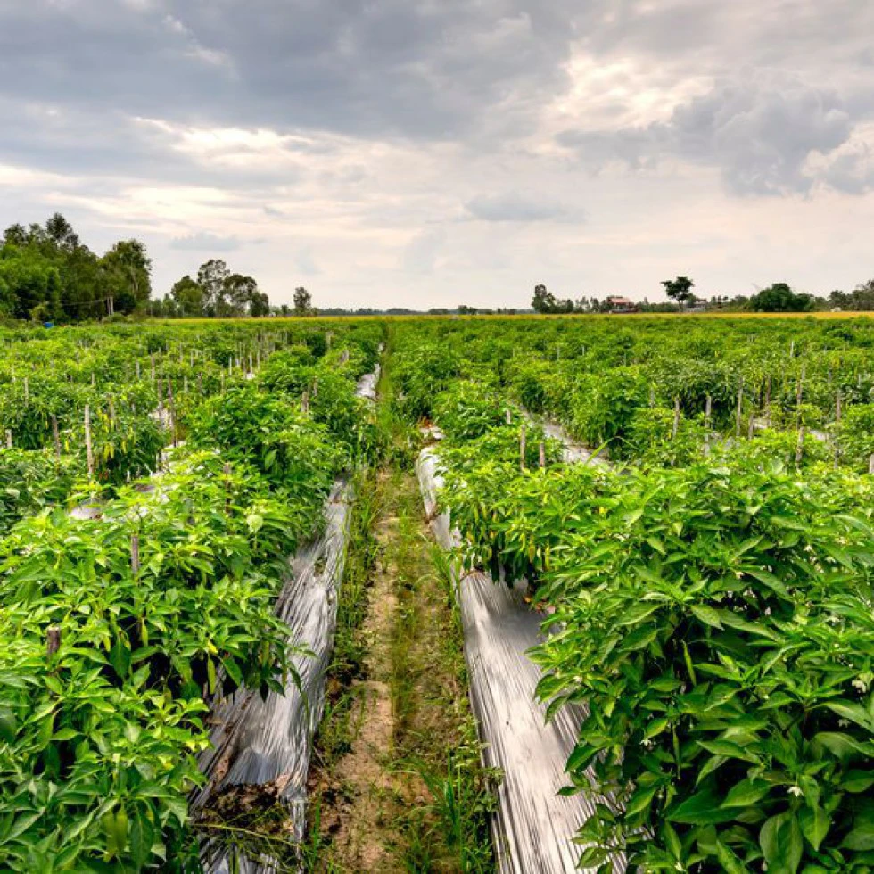 Organic & Low-Cost Natural Farming