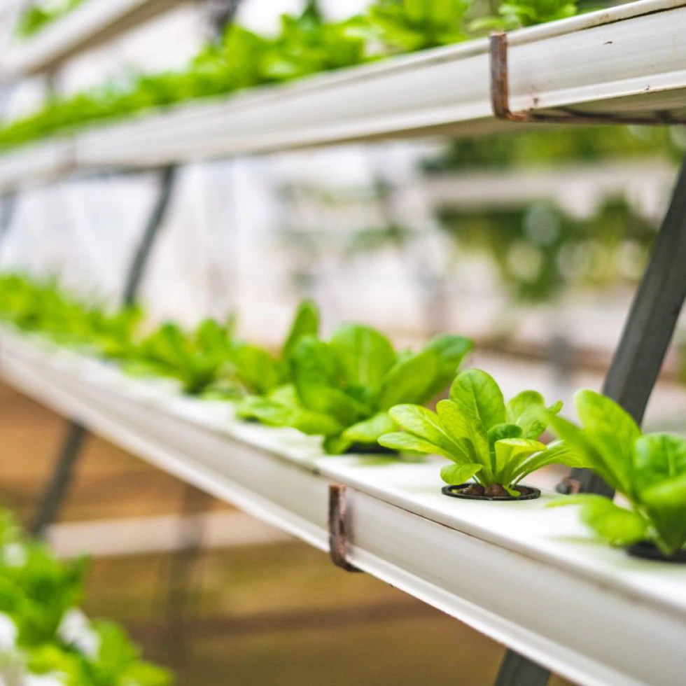 Soilless Hydroponic Culture