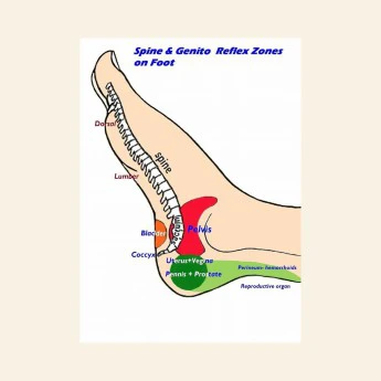 Chiropractic Training