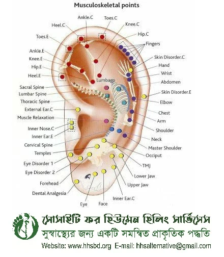 Auricular Reflexology