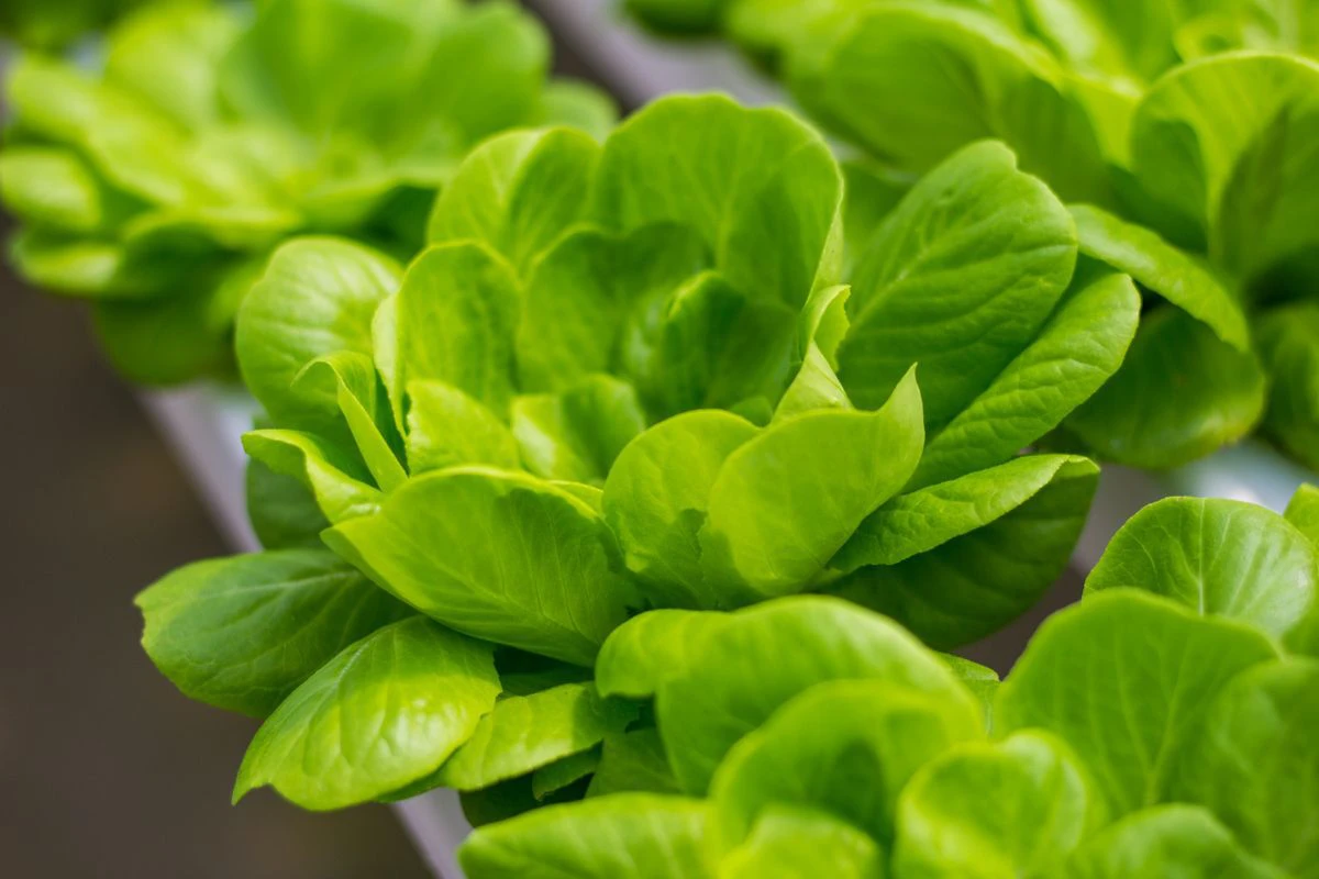 Hydroponics: growing fresh vegetables without soil